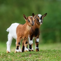 Keçi yavrusuna ne denir?