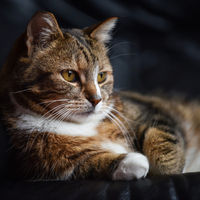 Kedilerin hamile olduğu nasıl anlaşılır?