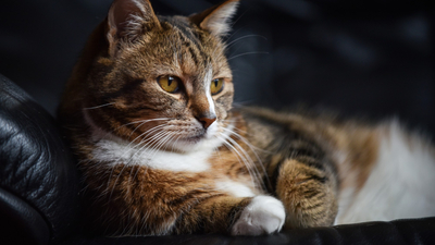 Kedilerin hamile olduğu nasıl anlaşılır?