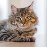 Kedilerin hamilelik süresi nedir?