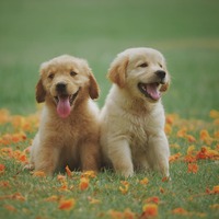 Köpek yavrusuna ne denir?