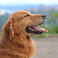 Köpeklerin hamilelik süresi nedir?