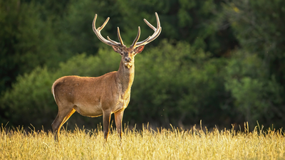 Zombi geyik hastalığı uyarısı! ABD'de vakalar artıyor