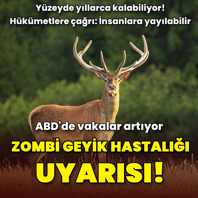 Zombi geyik hastalığı uyarısı! ABD'de vakalar artıyor