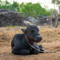 Manda yavrusu ismi nedir?