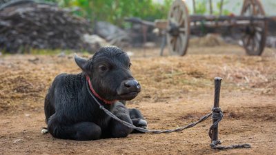 Manda yavrusu ismi nedir?