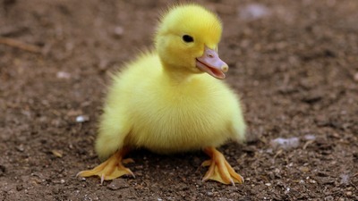 Ördek yavrusu ismi nedir?