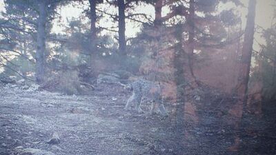 Mersin'de fotokapanla görüntülendi