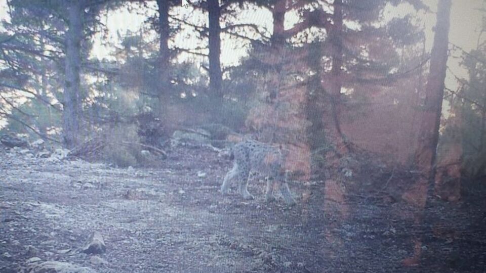 Mersin'de fotokapanla görüntülendi