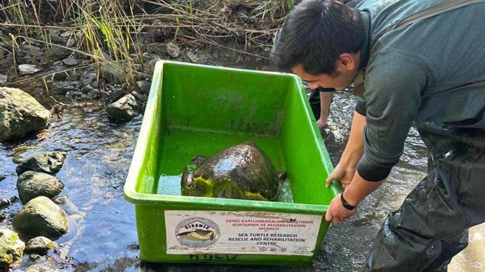 Talihsiz 'caretta caretta' denizle buluşturuldu