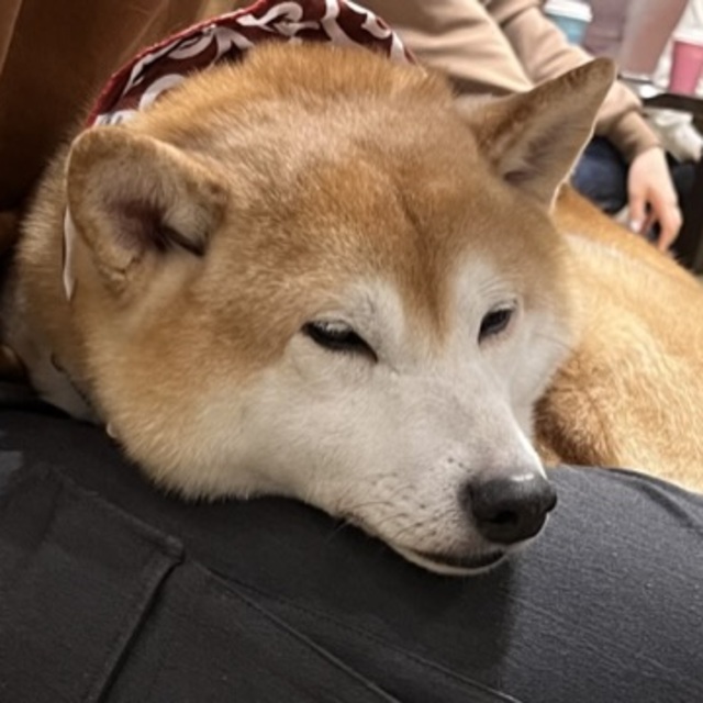 Tokyo'da gençlerin gözdesi