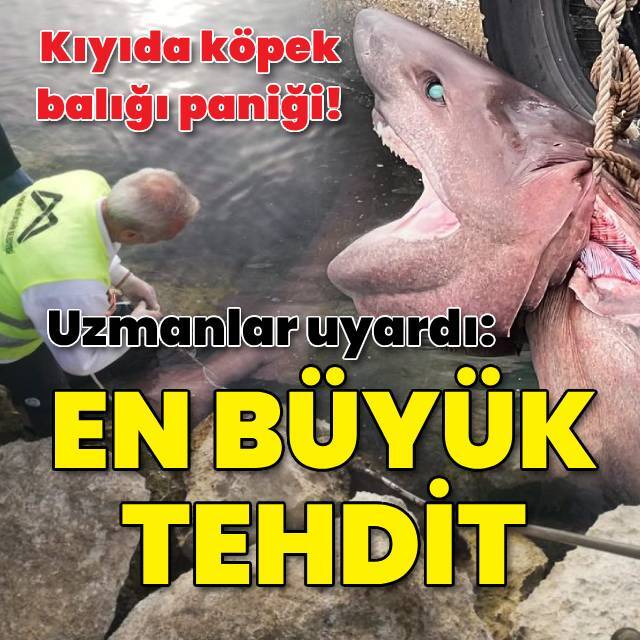 Kıyıda köpek balığı paniği! 112'yi aradılar