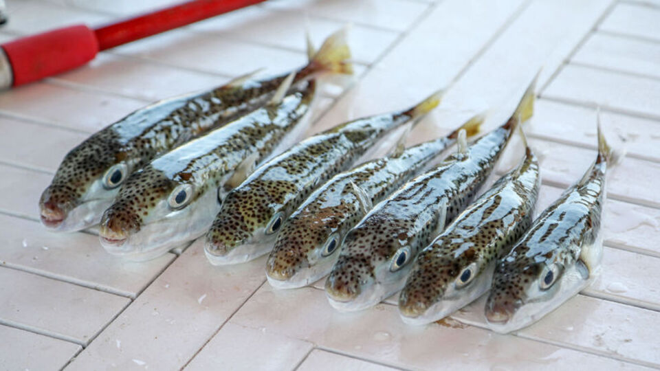 Balon balığı ifadesi: Balığın tadı aşırı lezzetliydi!