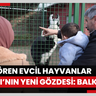 Keçiören Evcil Hayvanlar Parkı’nın yeni gözdesi Balkız