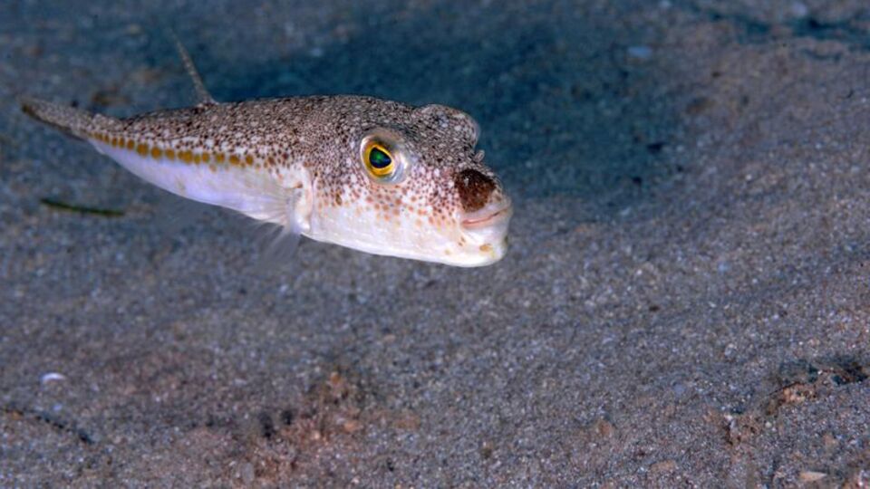 Aman dikkat! Rota değiştirdi!