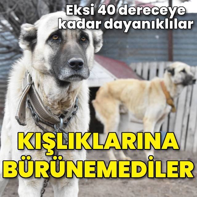 Mevsimler kaydı, 'Kangal'lar kışlıklarına bürünemedi