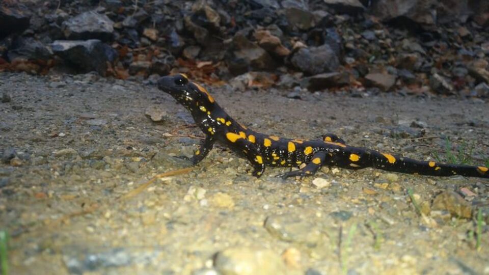 Nesli tehdit altında! Telefonla kaydetti