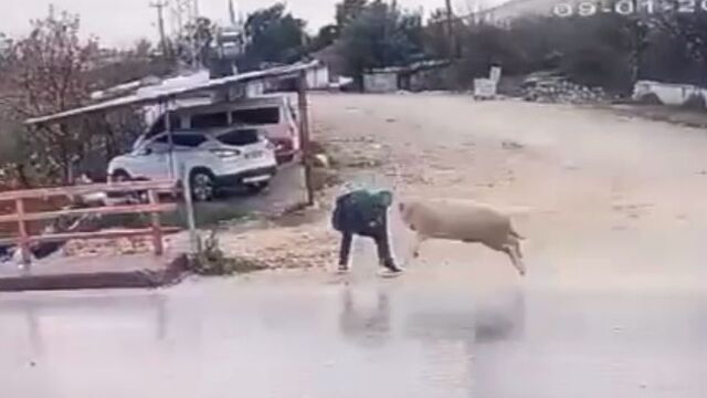 Yolun karşısına geçerken koç saldırdı: O anlar kamerada