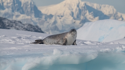 Antarktika'da kuş gribine yakalanan foklar öldü