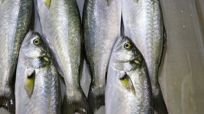 Boğaziçi lüferine coğrafi işaret