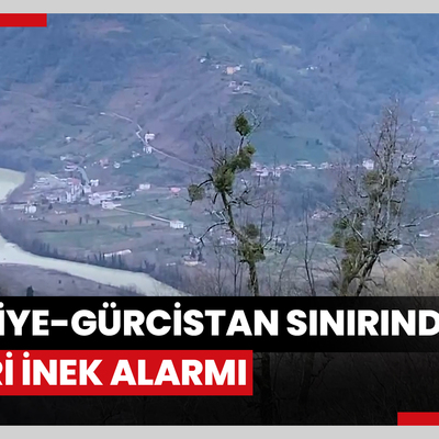 Türkiye-Gürcistan sınırında firari inek alarmı