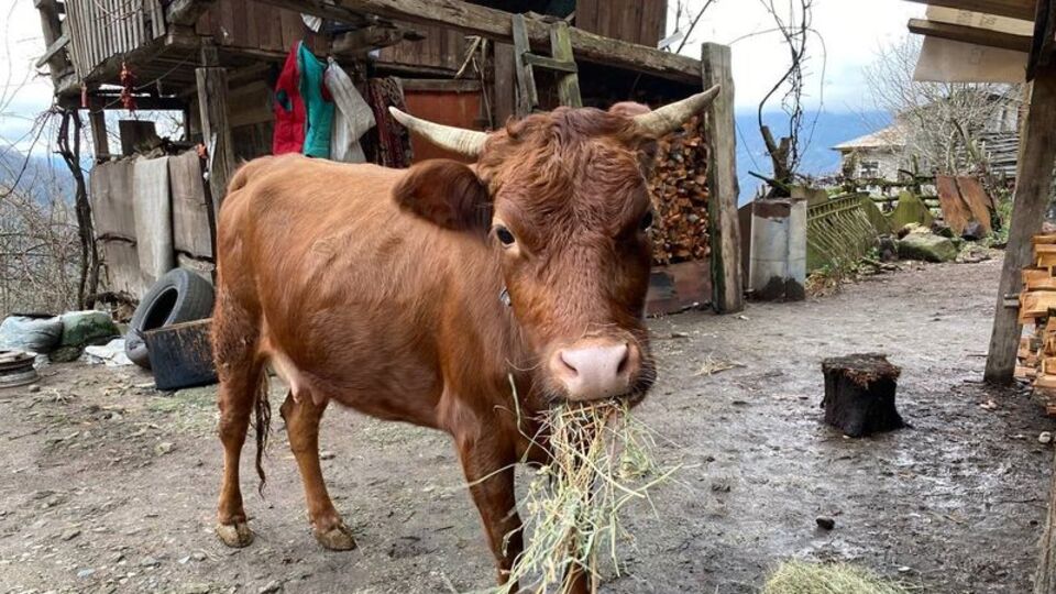 Gürcistan sınırında firari inek alarmı