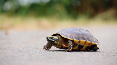 O hastaların tehlikeli tercihleri: Kaplumbağa kanı içen var