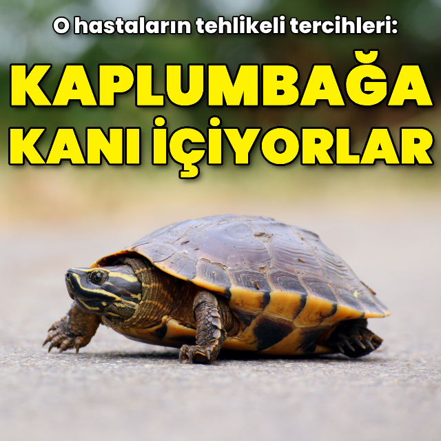 O hastaların tehlikeli tercihleri: Kaplumbağa kanı içen var