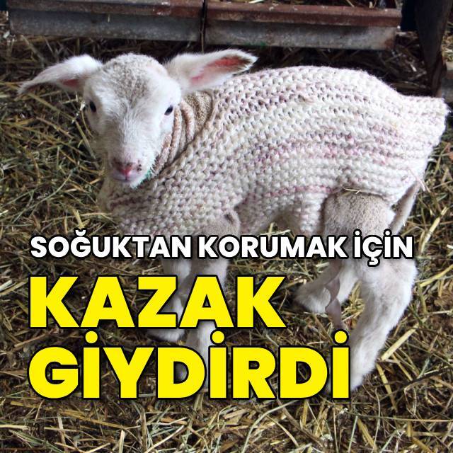 Soğuktan korumak için kuzularına kazak giydirdi