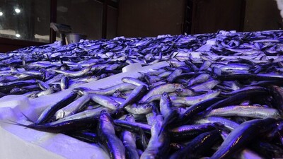 Hamsi ihracatı 2023'te yüzde 23 arttı 