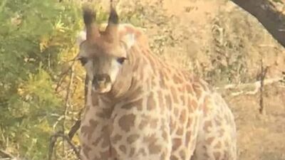  Çekim açılarıyla kafa karıştıran fotoğraflar