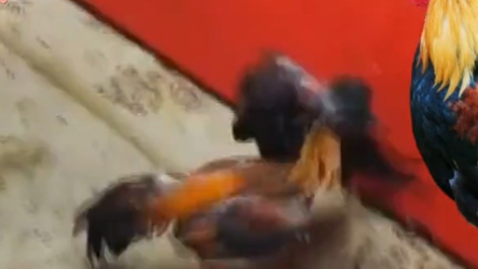 Horoz dövüşçülerine baskın!