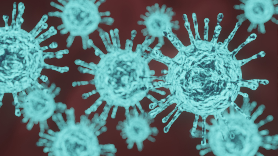 Domuz gribi uyarısı! Vakaların yarısını o oluşturuyor