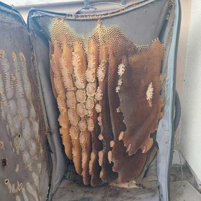Kullanılmayan bavulda şaşırtan manzara!