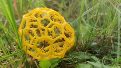  Merakınızı artıracak tuhaf şeylerin fotoğrafları