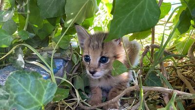 Doğal yaşam alanına bırakıldı