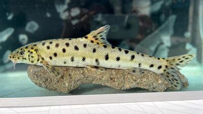 Bakan Yumaklı: Leopar sazanı Dicle'de tespit edildi