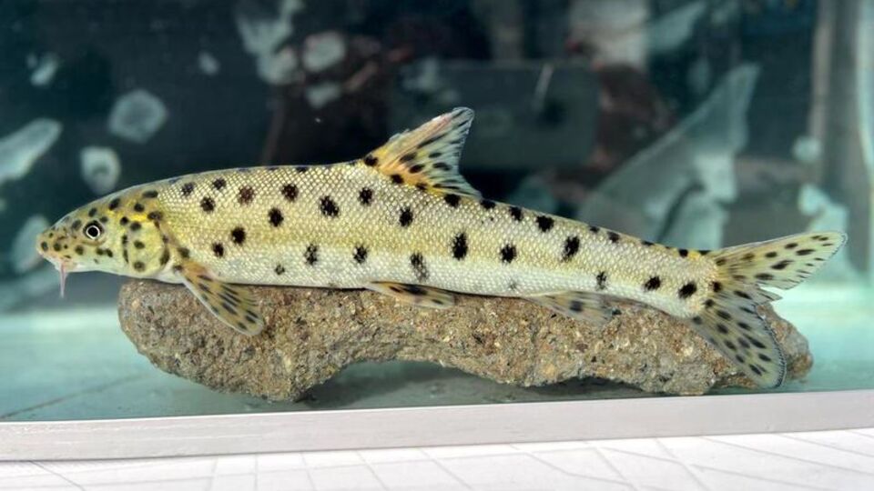 Bakan Yumaklı: Leopar sazanı Dicle'de tespit edildi