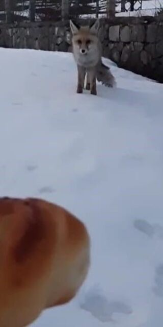  'Boncuğum' diye seslendi, ekmekle besledi