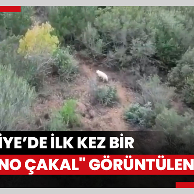 Türkiyede ilk kez bir "albino çakal" görüntülendi