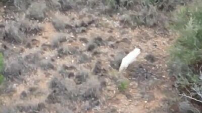 Türkiye'de ilk kez bir 'albino çakal' görüntülendi