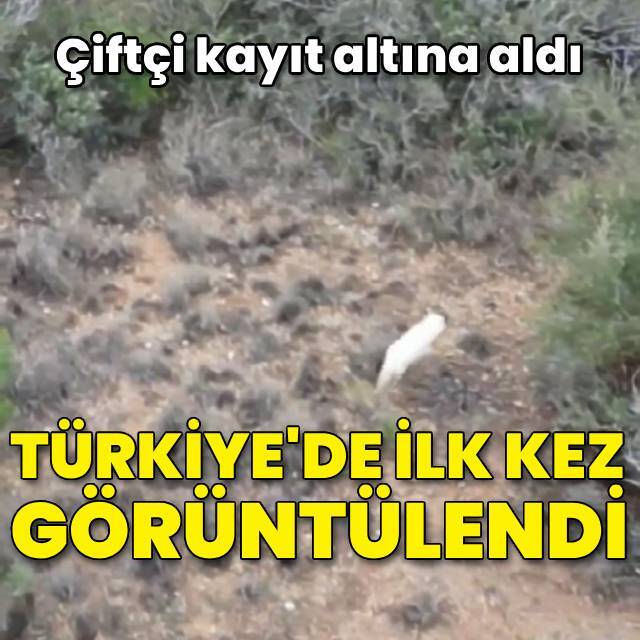 Türkiye'de ilk kez bir 'albino çakal' görüntülendi