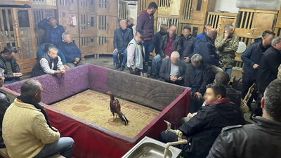 Hayvana eziyete suçüstü! 80 horoz kurtarıldı