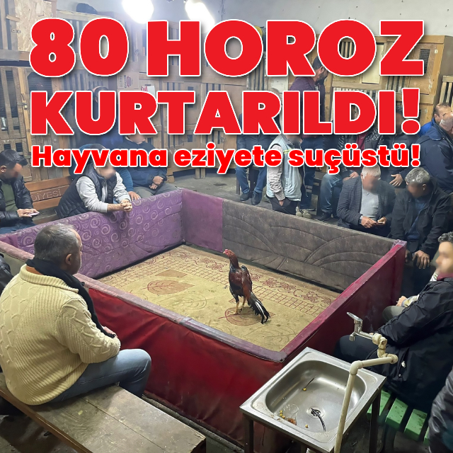Hayvana eziyete suçüstü! 80 horoz kurtarıldı