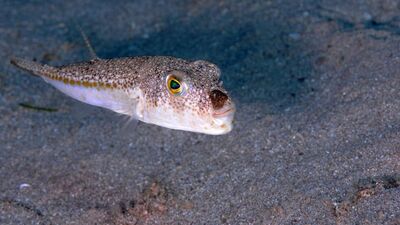 Uzmanı açıkladı! Hamsi ve istavrit için balon balığı tehdidi!