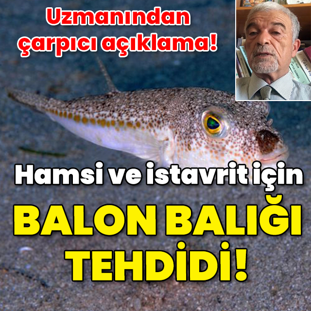 Uzmanı açıkladı! Hamsi ve istavrit için balon balığı tehdidi!