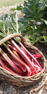  Toksik barındıran 9 yiyecek