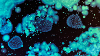 Et yiyen bakterileri, insanlara sivrisinekler bulaştırıyormuş!