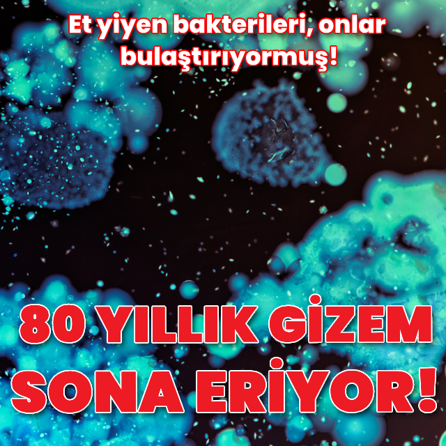 Et yiyen bakterileri, insanlara sivrisinekler bulaştırıyormuş!