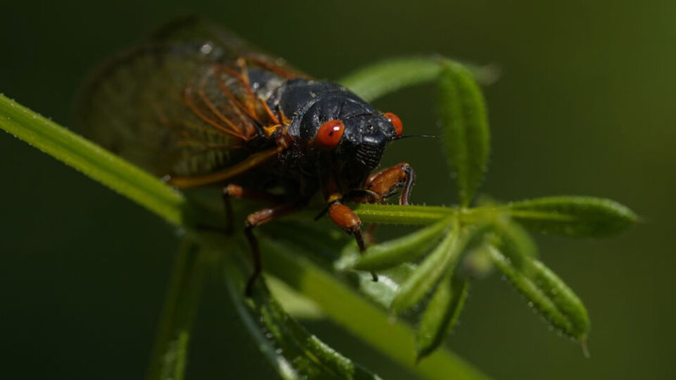 ABD'yi milyarlarca ağustos böceği basacak